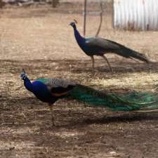 Bute Lions Fauna Park | cnr Barunga Gap rd, & Gunner, Bills rd, Bute SA 5560, Australia