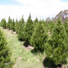 Christmas Tree Keng | 242 Shingle Hill Way, Bywong NSW 2620, Australia