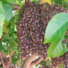 Statesman Pest Management | Castledene Way, Tapping WA 6065, Australia