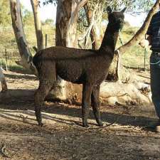 Manna-Gum Farm Alpacas | 3084 Donald-Stawell Rd, Banyena VIC 3388, Australia