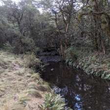 Banksia | Pheasant Creek Rd, Barrington Tops NSW 2422, Australia