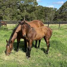 Long View Thoroughbreds | 662 Myra Vale Rd, Wildes Meadow NSW 2577, Australia