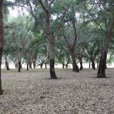 Cork Oak Plantation | Molonglo Valley ACT 2611, Australia