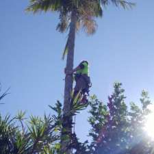 Alpha tree service | 10 Blue Luben Cl, Korora NSW 2450, Australia