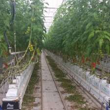 Mortlock Hydroponics | 65 Landrigan Rd, Carisbrook VIC 3464, Australia