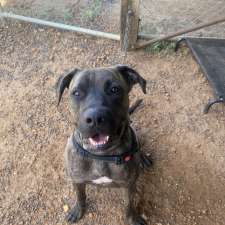 Brave Companion Dog Rescue Inc | 2107 Rosewood-Laidley Rd, Laidley QLD 4341, Australia