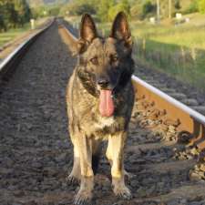 Summerland Dog Training | Point of interest | 60 Worendo St, Wiangaree NSW 2474, Australia