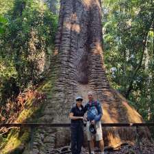 'Old Bottlebutt' (Red Bloodwood tree) | Herons Creek NSW 2443, Australia