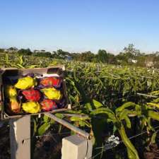 Forest Dragon Fruit Farm | 151 Dickman Rd, Forestdale QLD 4118, Australia