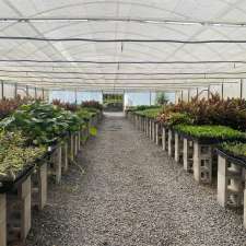 Sunny Coast Nursery | 30 Whipbird Pl, Doonan QLD 4562, Australia