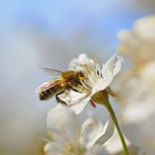 Beelife Beekeeping | Point of interest | Hillcrest Rd, Eltham North VIC 3095, Australia