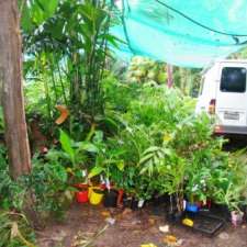 Utopia Palms and Cycads | 38 Ninderry Slopes Rd, Valdora QLD 4561, Australia