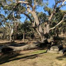 Manna Gums Picnic Area | Manna Gum Track, Mount Beckworth VIC 3363, Australia