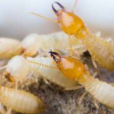 Alldone Pest Control | Edens Landing QLD 4207, Australia