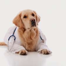 Dingley Veterinary Clinic | 130 Centre Dandenong Rd, Dingley Village VIC 3172, Australia