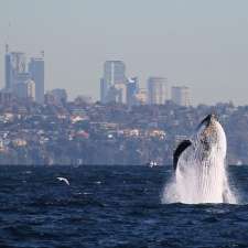 Manly Whale Watching | shop 1/40 E Esplanade, Manly NSW 2095, Australia