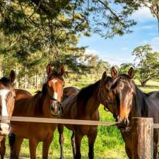 Equine Advancement | 109 Echunga Rd, Paechtown SA 5245, Australia