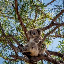 Koala Trail | 2 Seventh Parade, Raymond Island VIC 3880, Australia