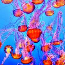 Jellyfish Jungle | 10 Samhordern Rd, Alice River QLD 4817, Australia