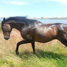 Ozflick Equine | Finniss-Clayton Rd, Finniss SA 5255, Australia