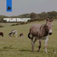 Donkey & Mule Society of South Australia | Plains Rd, Sellicks Hill SA 5174, Australia