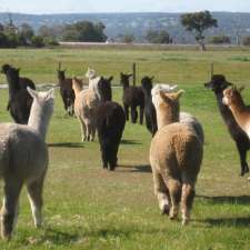 Brookwood Alpacas | 130 Bingham Rd, Bullsbrook WA 6084, Australia