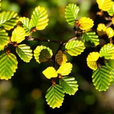 Habitat Plants | 240 Jones Rd, Liffey TAS 7301, Australia