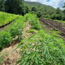 NORTHERN RIVERS HEMP | 2/46 Cullen St, Nimbin NSW 2480, Australia