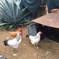Crosilva Poultry Farm | 255 Midland Rd, Hazelmere WA 6055, Australia