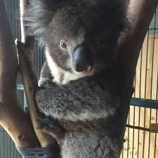 Adelaide and Hills Koala Rescue - 1300KOALAZ Inc | Bowen Rd, Tea Tree Gully SA 5091, Australia