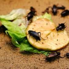 Pest Control Melbourne Northern Suburbs - PEST ZAP | 25 Herberts Ln, Diamond Creek VIC 3089, Australia