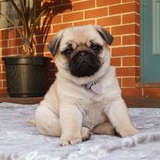 Kabova Pugs | Cringila St, Cringila NSW 2502, Australia