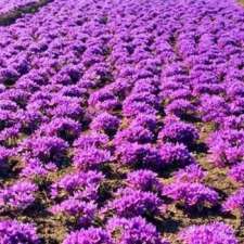 Pure Iranian Saffron | 2/18a Meadow Cres, Meadowbank NSW 2114, Australia