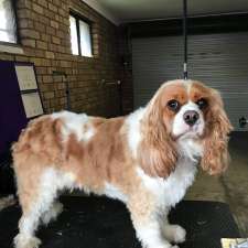 All About Dogs Adelaide | 22 Emerald Ct, Athelstone SA 5076, Australia