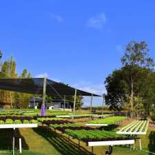 Lovely Lettuce | 650 McIntosh Creek Rd, McIntosh Creek QLD 4570, Australia