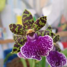 Lyttle Orchid Clones | 5 Swifte Ct, Aberfoyle Park SA 5159, Australia