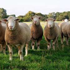 Newbold Sheep Studs | 1145A Hayman Rd, Gawler River SA 5118, Australia
