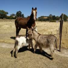 Amelia Rise Donkeys | 915 Terip Rd, Terip Terip VIC 3719, Australia