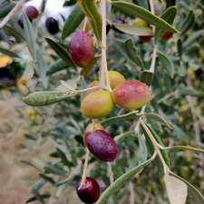 4000olives | 4353 Sunraysia Hwy, Stuart Mill VIC 3477, Australia