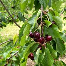 Silvan Cherry and Berry Farm | 55A Edmund Rd, Silvan VIC 3795, Australia