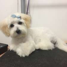 Posh Paws Dog Grooming | Lemon Grove Pl, Rosemount QLD 4560, Australia