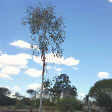 Goal Tree Historic Site | Hunt St, Coolgardie WA 6429, Australia