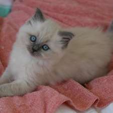 Molly's Ragdolls | Charlton St, Gregory Hills NSW 2557, Australia