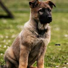 Pantathean GSD | Murrulebale Rd, Old Junee NSW 2652, Australia