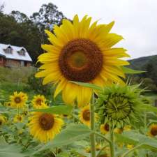 Om Shree Dham Farm | 1893 Wollombi Rd, Sweetmans Creek NSW 2325, Australia