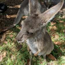 Warrego Wildlife Rescue and Education Centre | 17 Redford St Animal rescue drop-off at Cafe oposite Hotel, Mungallala QLD 4467, Australia