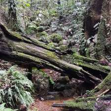 Tapin Tops National Park | Dingo Forest NSW 2429, Australia