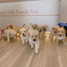 Chapel Hill Family Vet | 2 Kirkdale Rd, Chapel Hill QLD 4069, Australia