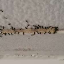 Bugs Or Us Pest Control - Forster | Establishment | 37 Hawaii Ave, Forster NSW 2428, Australia
