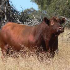 Tronar Red Angus | 1769 Beermullah Road, West Beermullah WA 6503, Australia